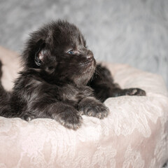 Small black Maine Coon kitten in a cat bed.