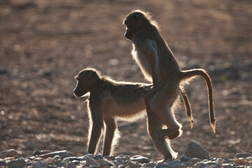 Mating baboon in the wild