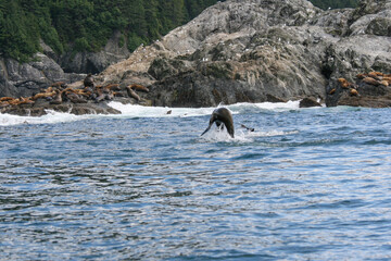 Fototapeta premium Seals Alaskan Coast