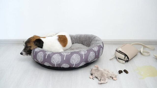 Naughty dog jack russell terrier made a mess in the apartment. The dog is home alone.
