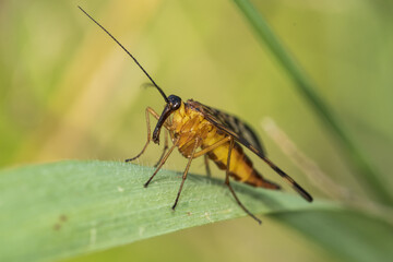Fototapeta premium insect common scorpion in the grass