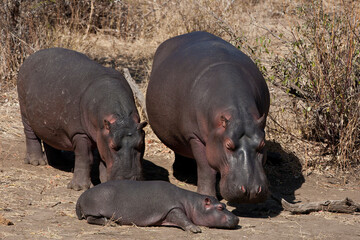 Hippopotamus family out of the water