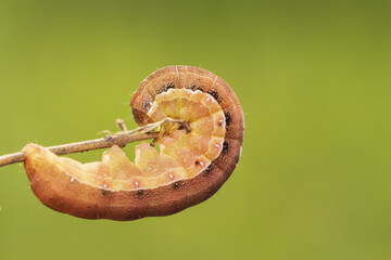 caterpillar on dry grass