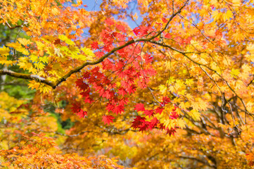 高野山（和歌山県高野町）の紅葉