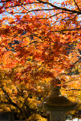 高野山（和歌山県高野町）の紅葉