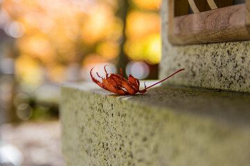 高野山（和歌山県高野町）の紅葉
