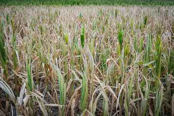 Corn field suffering from drought. Horizontal view.