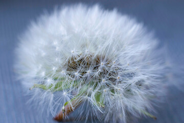 Dandelion flower, blurred background