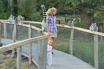 Mother and daughter playing with lemurs at the zoo © o1559kip