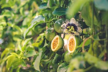 Half cut passion fruit with flower | Passiflora edulis	
