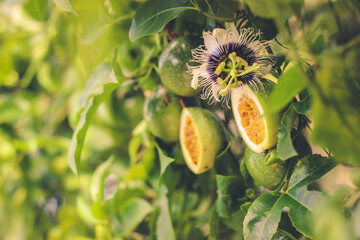 Half cut passion fruit with flower | Passiflora edulis	

