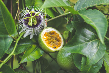Half cut passion fruit with flower | Passiflora edulis	 - obrazy, fototapety, plakaty