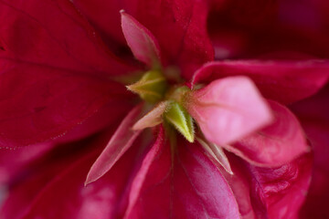 Red flower, leaves in spring