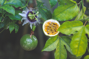 Half cut passion fruit with flower | Passiflora edulis - obrazy, fototapety, plakaty