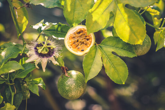 Half cut passion fruit with flower | Passiflora edulis	
