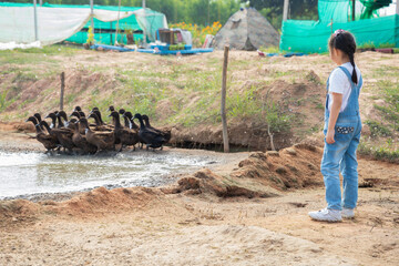 Fototapeta na wymiar Asian little girl looking at the ducks in a farm