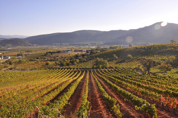 Fototapeta na wymiar Vineyards in Spain