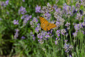 Silver-washed Fritillary butterfly (Argynnis paphia) sitting on lavender in Zurich, Switzerland
