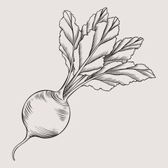 Hand drawn full beetroot with leaves. Vector illustration. Vegetable in graphic style. Isolated beet. Vegetarian product. A product on the agricultural market.
