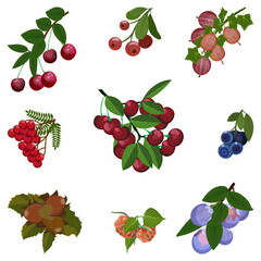 Nuts and berries set. Cherry, plum,  gooseberry,  blueberry, rowan, sweet cherry.  Vector illustration.
