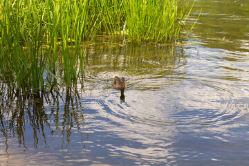 Organic wild duck on the pond, selective focus