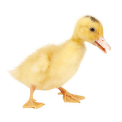 Young poultry bird, yellow fluffy duckling on a white background.