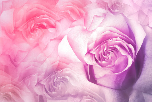 Roses flowers  purple.  Floral background.  Close-up. Nature.