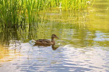 Organic wild duck on the pond, selective focus
