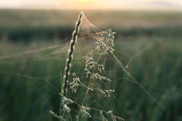 spider web with dew drops