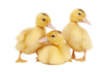 Three cute ducklings on a white background, young mulards.