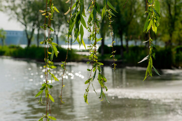 In spring, rivers and plants in urban parks