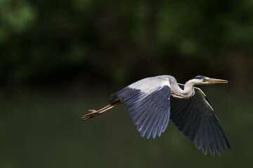 grey heron