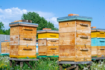 Wooden beehives in the apiary