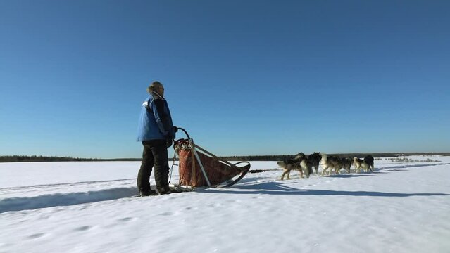 Husky dogs pulling a sleigh with people, slow motion. Sledding races in winter.