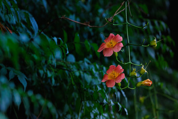 Campsis grandiflora blooming profusely (Chinese trumpet creeper)