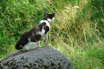 A spotted black and white cat in the hunting pose in a grassy meadow. The animal sits on a gray stone located between wild grass stems. The lifestyle of carnivorous pets in nature.