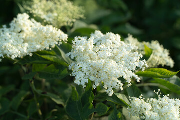 White flowers on a branch in the light of the setting sun. Beautiful background of spring elderberry flowers. Black elderberry is a popular shrub plant in the design of gardens