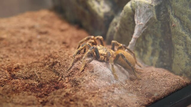 Pterinochilus murinus also known as orange baboon tarantula from African continent, Angola.