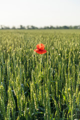 One red poppy flower in large green Wheat field. Concept of harvest, success, achievement and uniqueness. Rural landscape of the sunset of nature. Beautiful landscape under bright sunlight