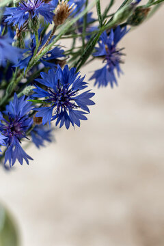 Summer background with cornflower . Floral backround. Blue cornflowers on beige with text space