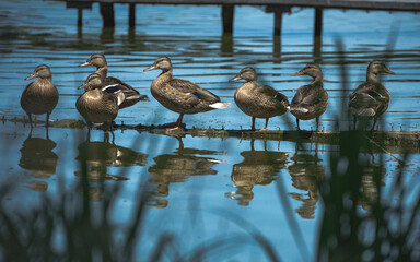 Birds and nature. Ukraine Kharkiv