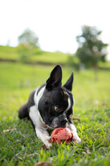 Cute black an white bulldog puppy playing with a red ball around the park in a sunny afternoon 