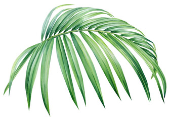 watercolor illustrations tropical palm green leaf, isolated on white background