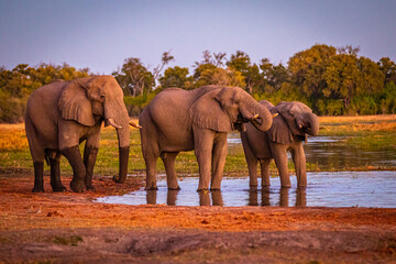Fototapeta na wymiar Afrikanische Elefanten (Loxodonta africana) im Okavanko Delta, Botswana