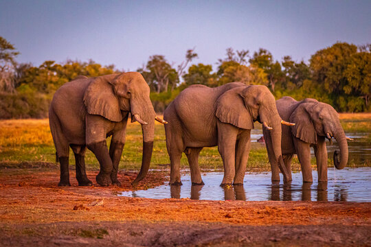 Afrikanische Elefanten (Loxodonta africana) in Botswana, Okavango Delta