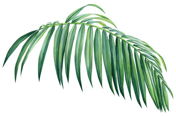 floral element. Palm leaf. Jungle botanical watercolor illustrations,