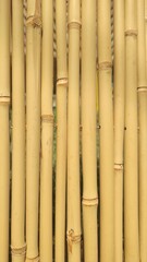 bamboo background