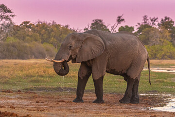 Fototapeta na wymiar Afrikanische Elefanten (Loxodonta africana) im Okavanga Delta in Botswana zur Abenddämmerung