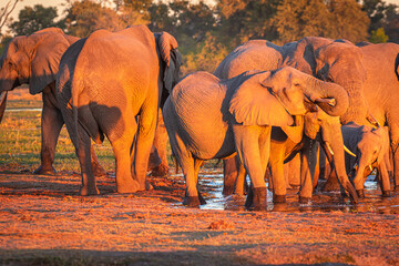 Afrikanische Elefanten (Loxodonta africana) im Okavanko Delta, Botswana