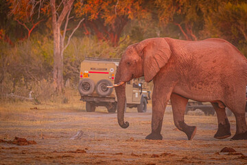 Afrikanische Elefanten (Loxodonta africana) im Okavanga Delta in Botswana zur Abenddämmerung,...